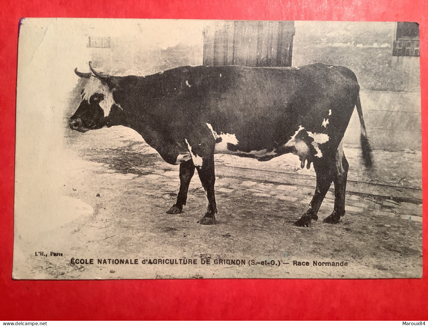 78/ Grignon école Nationale D’agriculture Vache Race Normande - Grignon