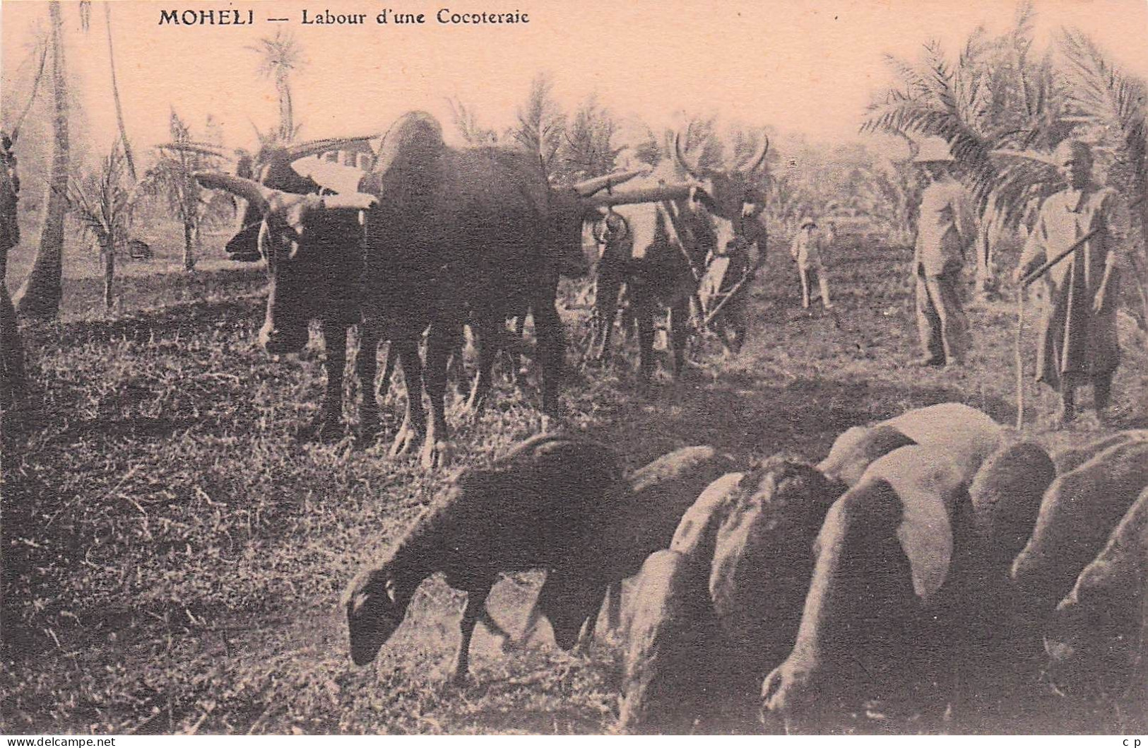 Mayotte - Comores  - Moheli - Labour D'une Cocoteraie - CPA°gk - Mayotte