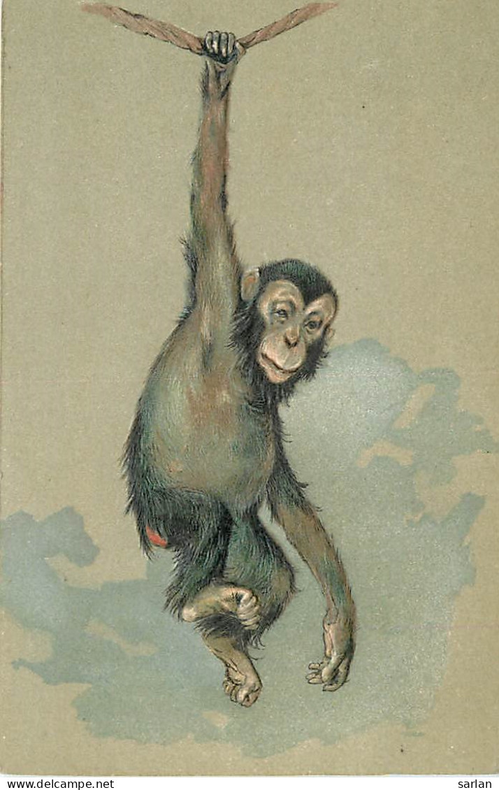 SINGE , Carte Gaufrée , * 314 36 - Singes