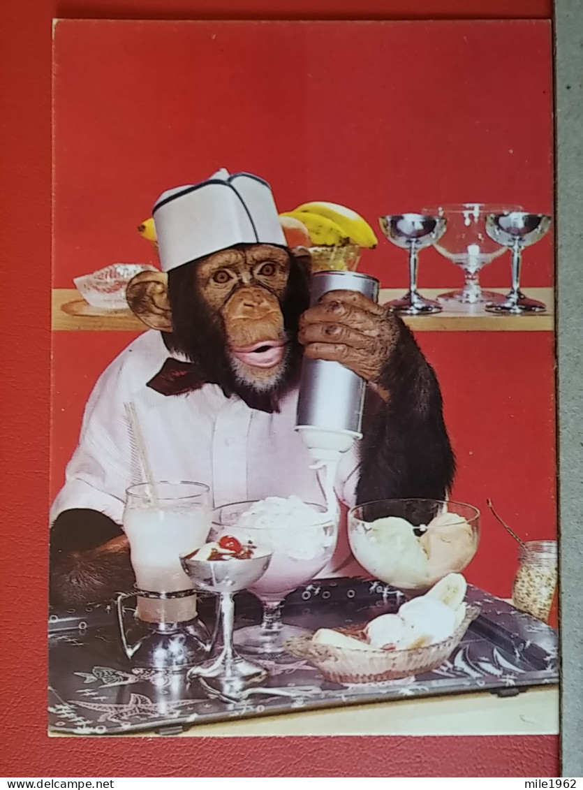 KOV 507-1 - MONKEY, Comic, Humour - Singes