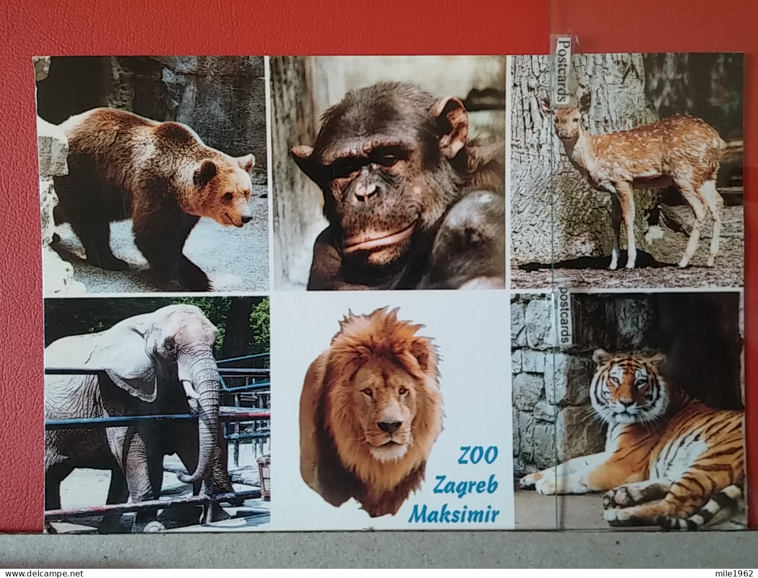 KOV 507-1 - ZOO Garden Zagreb, Croatia , MONKEY, BEAR, OURS, ELEPHANT, LION, TIGER, TIGRE - Singes