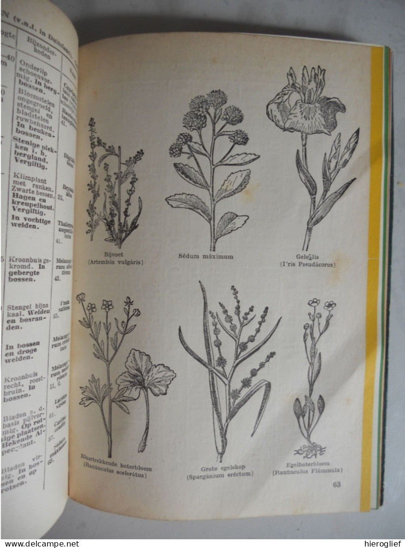 WAT BLOEIT DAAR ? Meer Dan 600 Planten Bepalen Naar Bloei Door Kosch & Müller / Determinatie Bloemen Struiken Flora - Practical