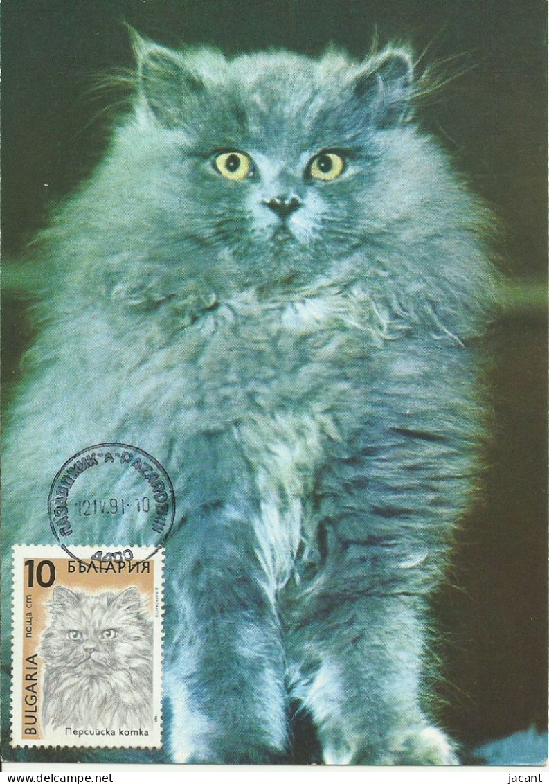 Cartes Maximum - Bulgarie - Gato - Chat - Cat - Cartas & Documentos