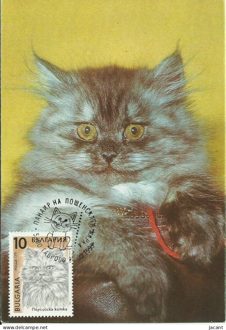 Cartes Maximum - Bulgarie - Gato - Chat - Cat - Briefe U. Dokumente