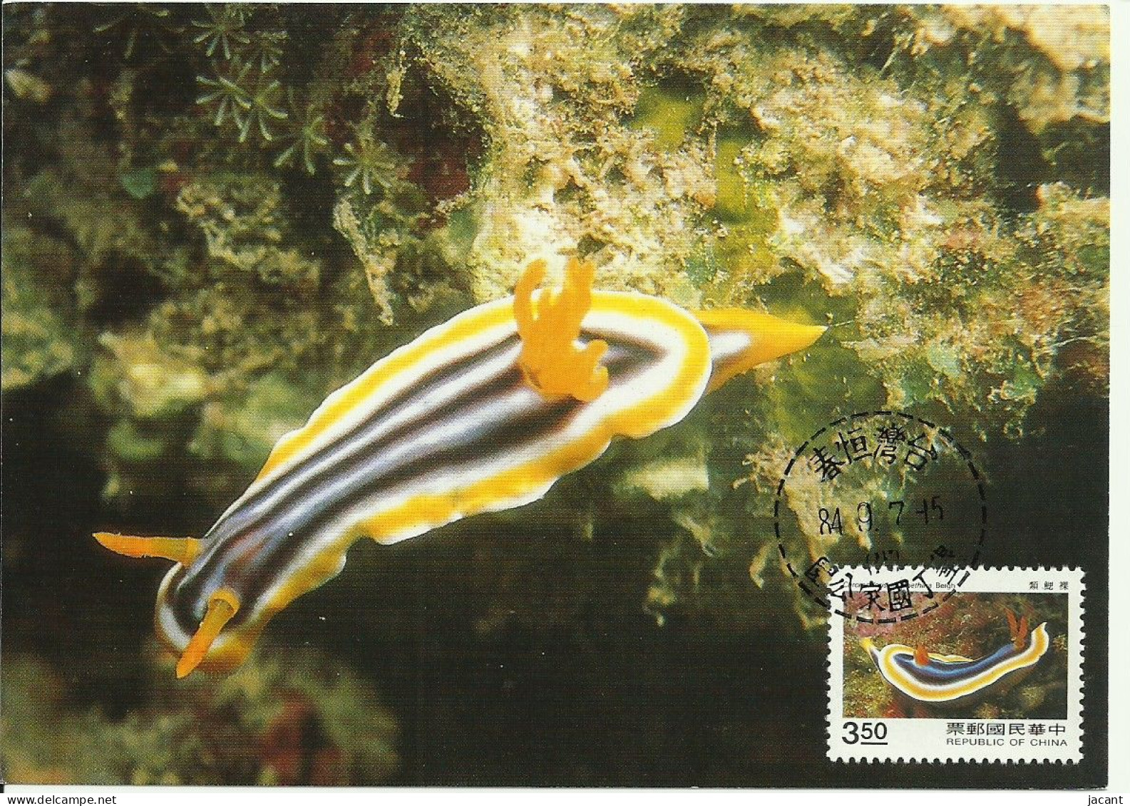 Carte Maximum - Taiwan - Oceanic Creatures - Lesma Marinha - Sea Slug - Ollusque Nudibranche - Chromodoris Elizabethina - Maximumkaarten