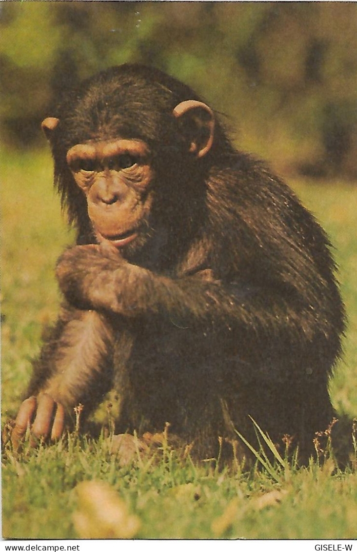 SINGE - CHIMPANZE / MONKEY / AFFE - Singes