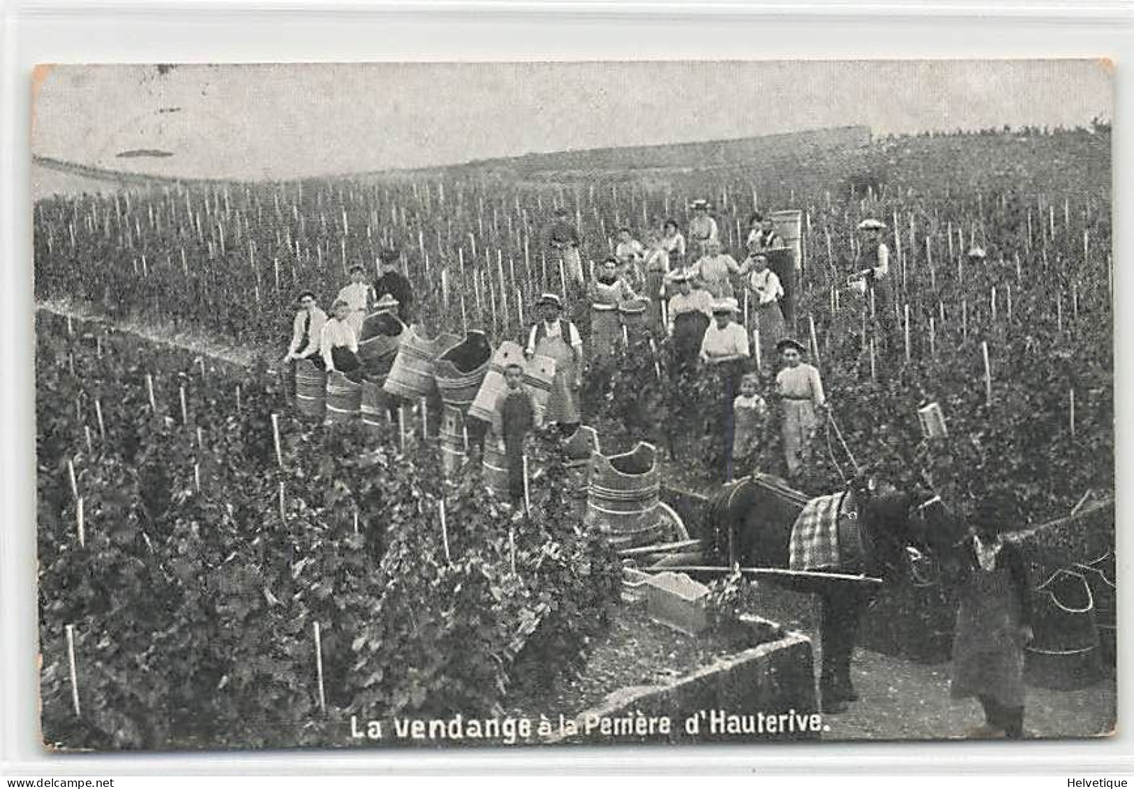 Les  Vendanges à La Perrière D'Hauterive 1909 Vin Vigne Vin Attelage Cheval Maison Perrier Saint-Blaise St.-Blaise - Hauterive