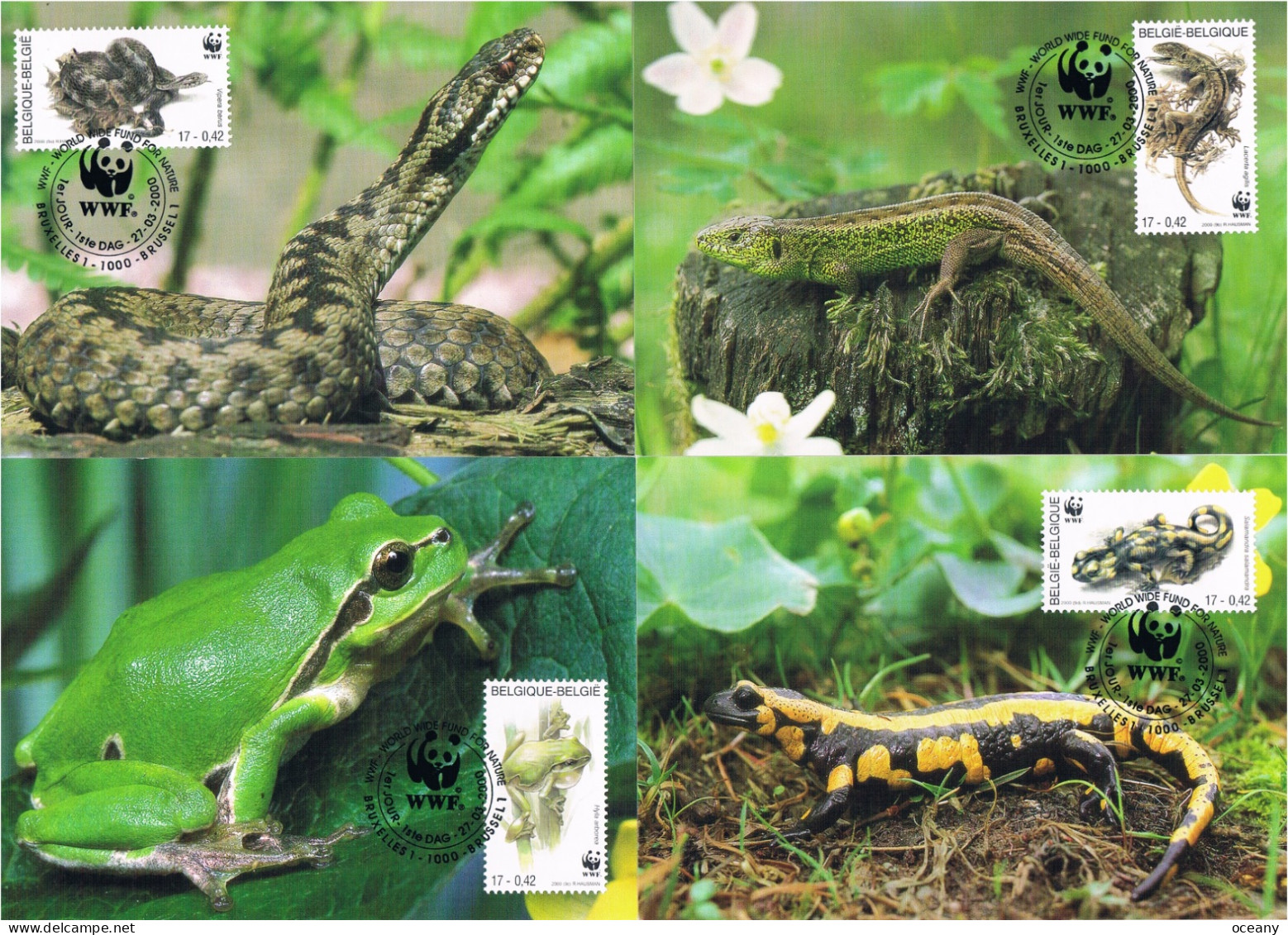 Belgique - WWF : Amphibies Et Reptiles Menacés CM 2896/2899 (année 2000) - Maximumkarten