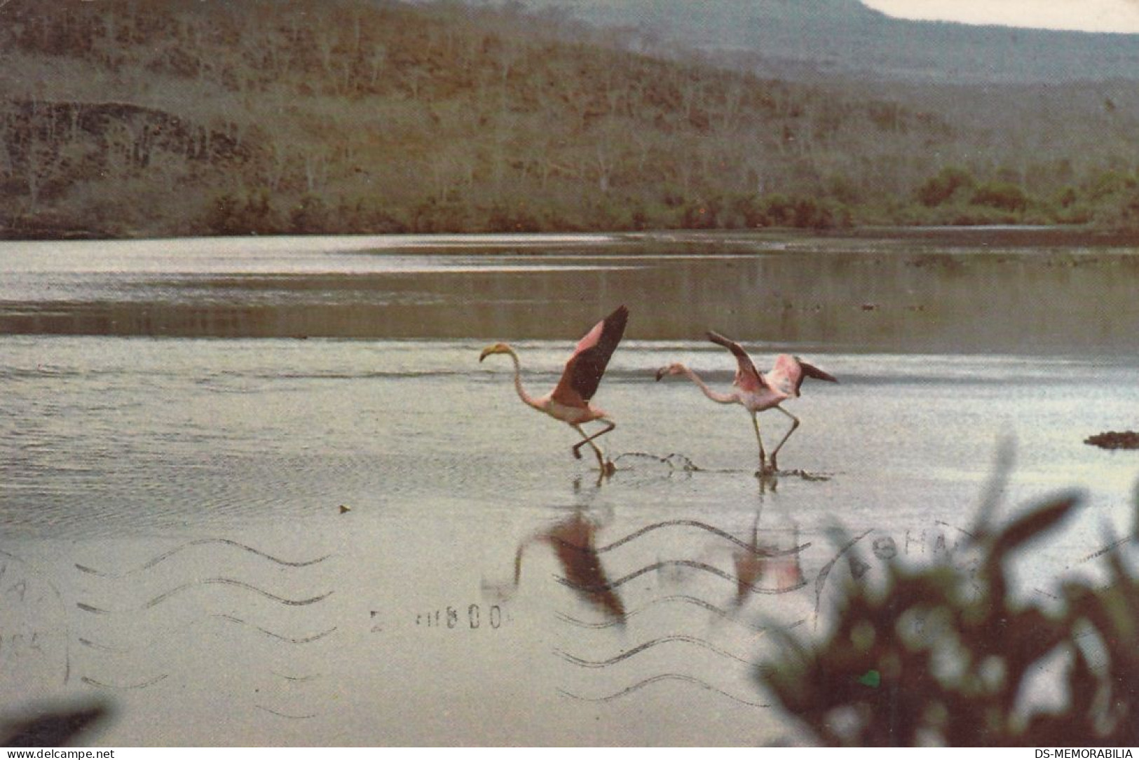 Ecuador - Islas Galapagos , Flamingo 1980 - Equateur