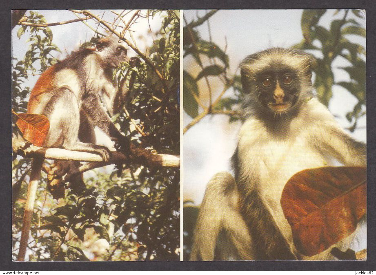 089822/ Colobe Roux De Zanzibar, Piliocolobus Kirkii - Singes