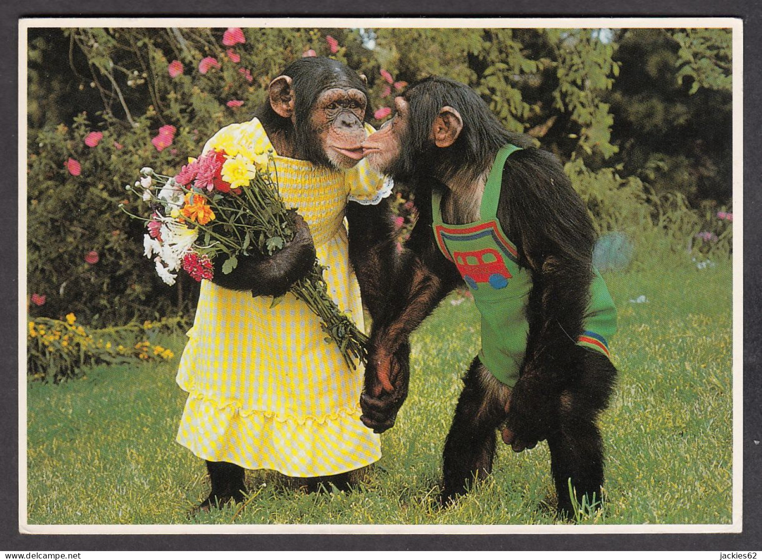 116602/ Chimpanzés - Singes