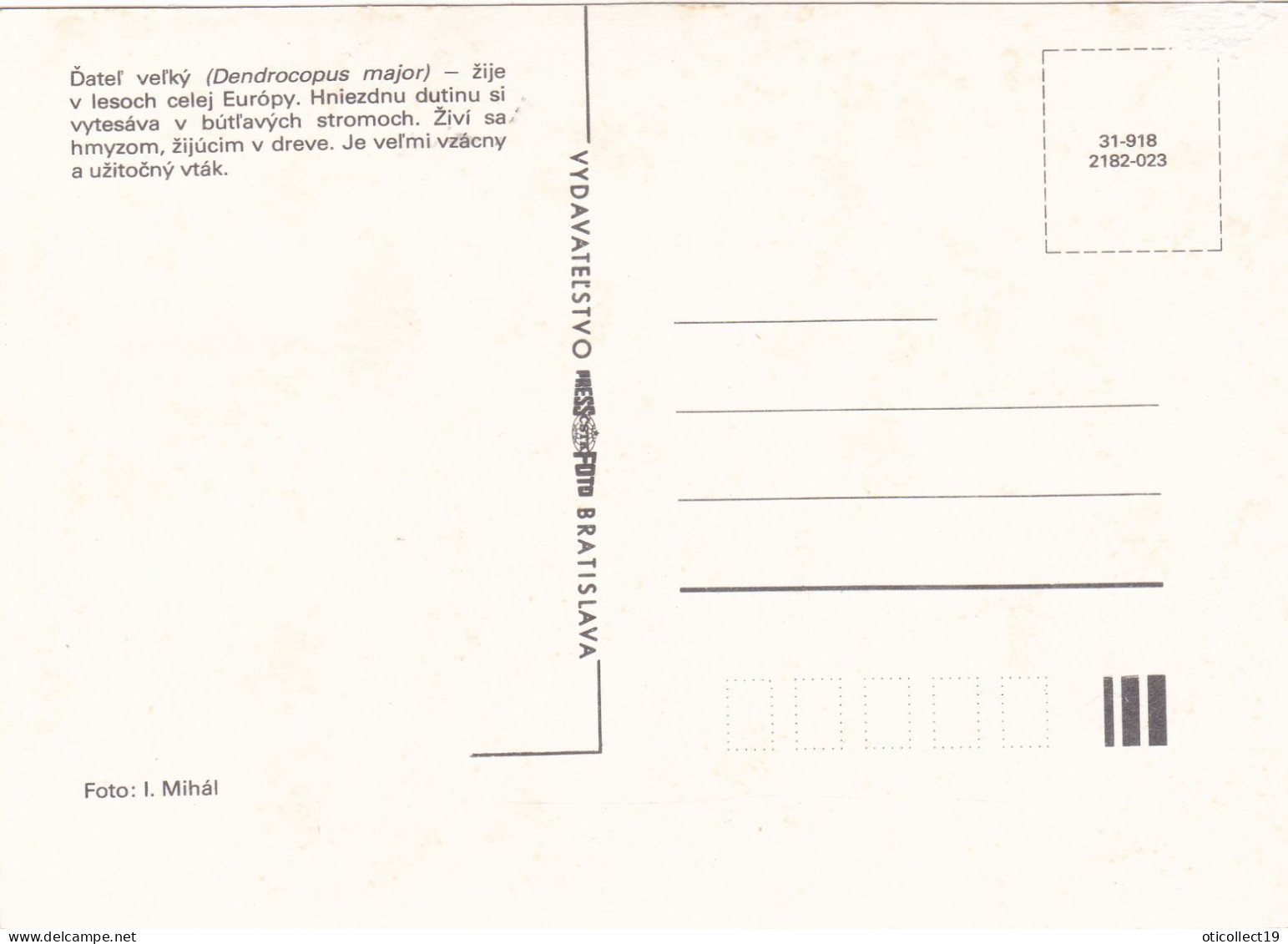 WOODPECKER, 1993 MAXI CARD,CARTES MAXIMUM,ROMANIA, - Picchio & Uccelli Scalatori