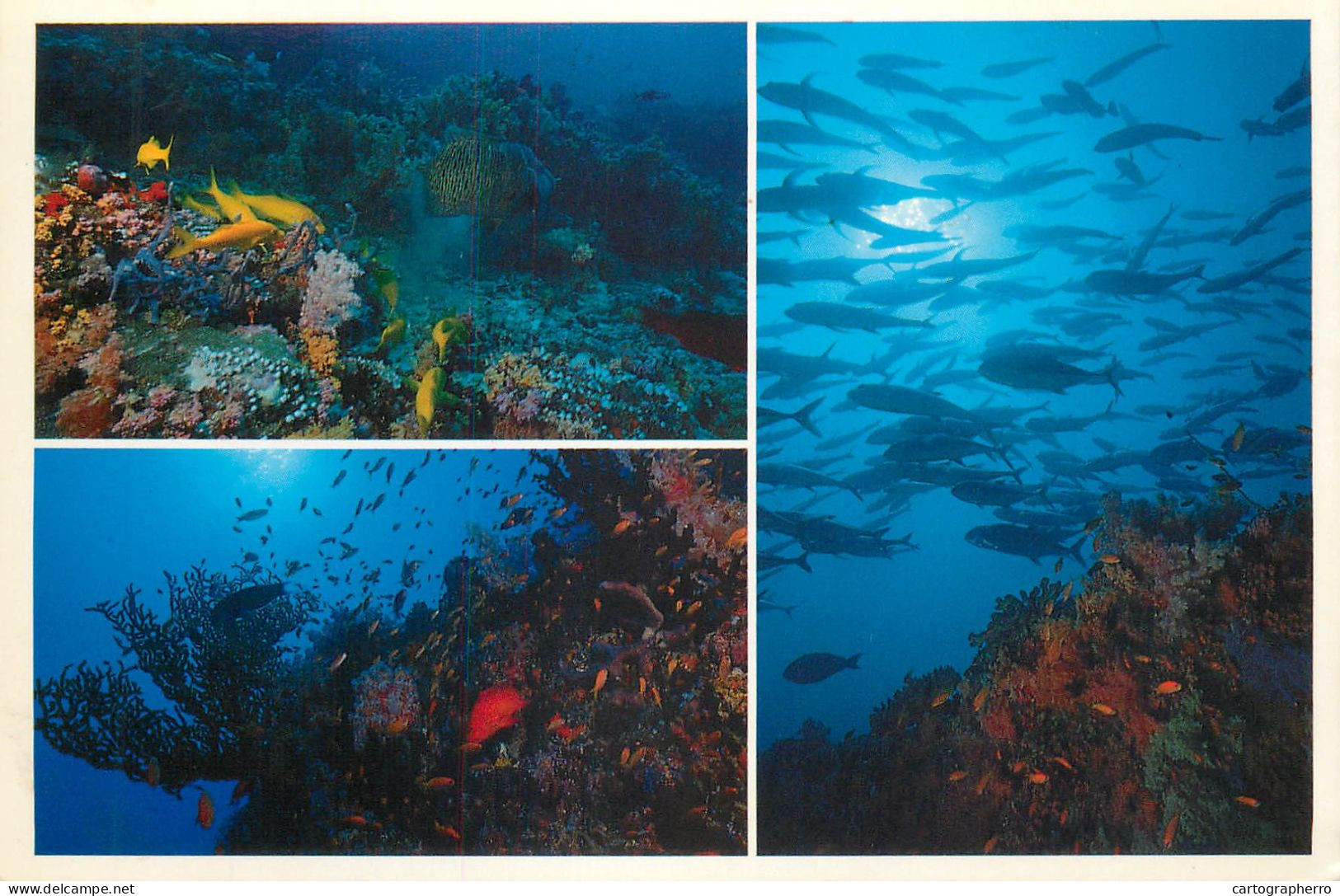 Maldives Diver's Paradise - Maldive