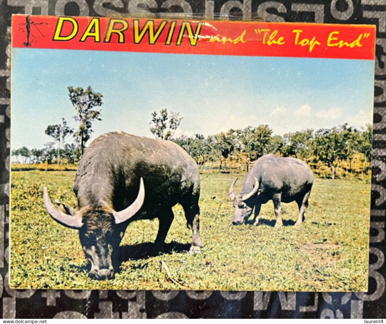 29-12-2023 (Folder) Australia - NT - Darwin (water Buffalo) - Darwin