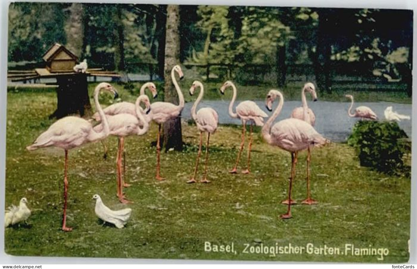 10573901 Basel BS Basel Flamingo X Basel BS - Sonstige & Ohne Zuordnung
