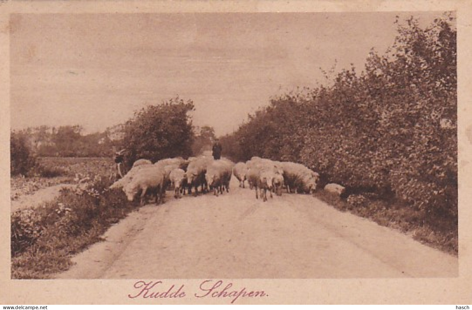 4874433Veluwe, Kudde Schapen. - Apeldoorn