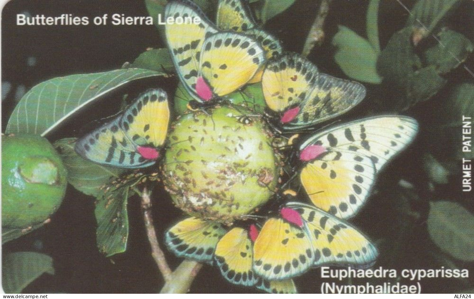PHONE CARD SIERRA LEONE NUOVA URMET (E73.16.6 - Sierra Leona
