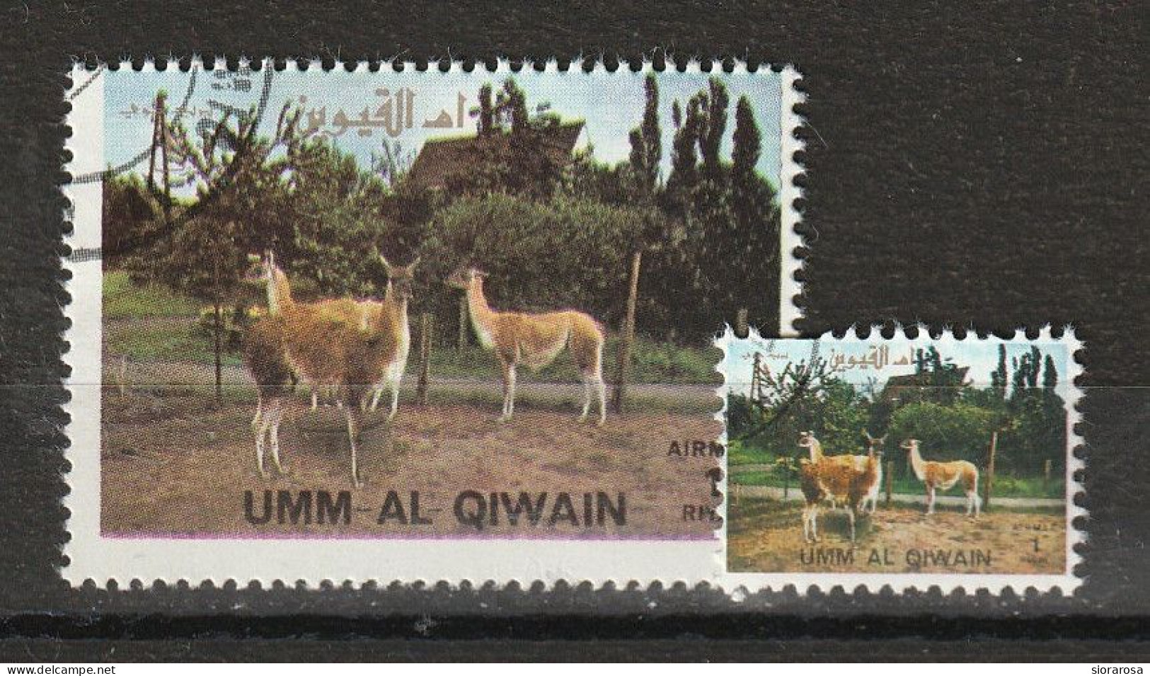 Umm Al Qiwain 1972 Animali Selvaggi - Wild Animals - Guanaco (Lama Guanicoe) + Ministamp CTO - Vaches