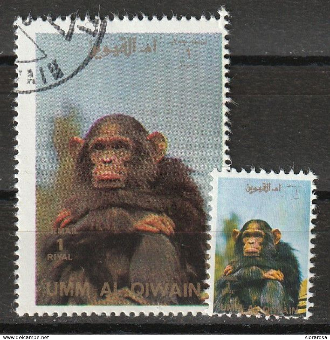 Umm Al Qiwain 1972 Animali Selvaggi - Wild Animals - Chimpanzee (Pan Troglodytes) + Ministamp CTO - Scimpanzé