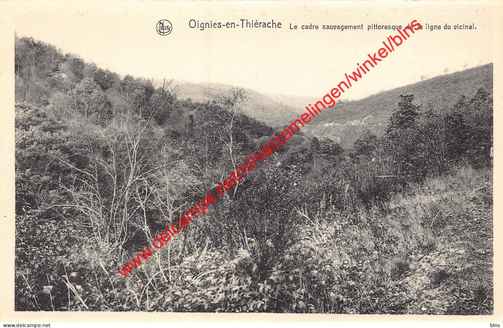 Le Cadre Sauvagement Pittoresque De La Ligne Du Vicinal - Oignies-en-Thiérache Viroinval - Viroinval