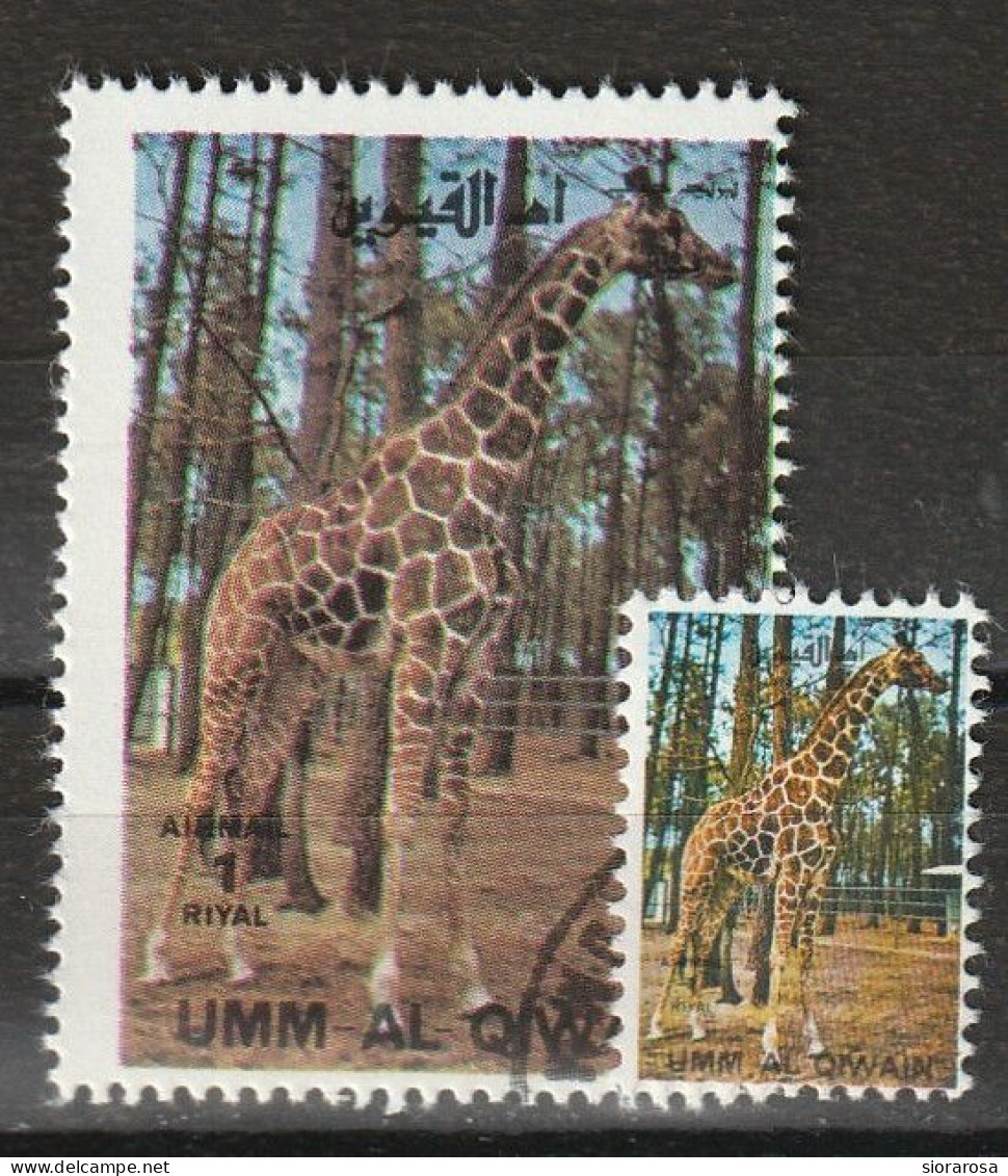 Umm Al Qiwain 1972 Animali Selvaggi - Wild Animals - Giraffe (Giraffa Camelopardalis) + Ministamp CTO - Jirafas