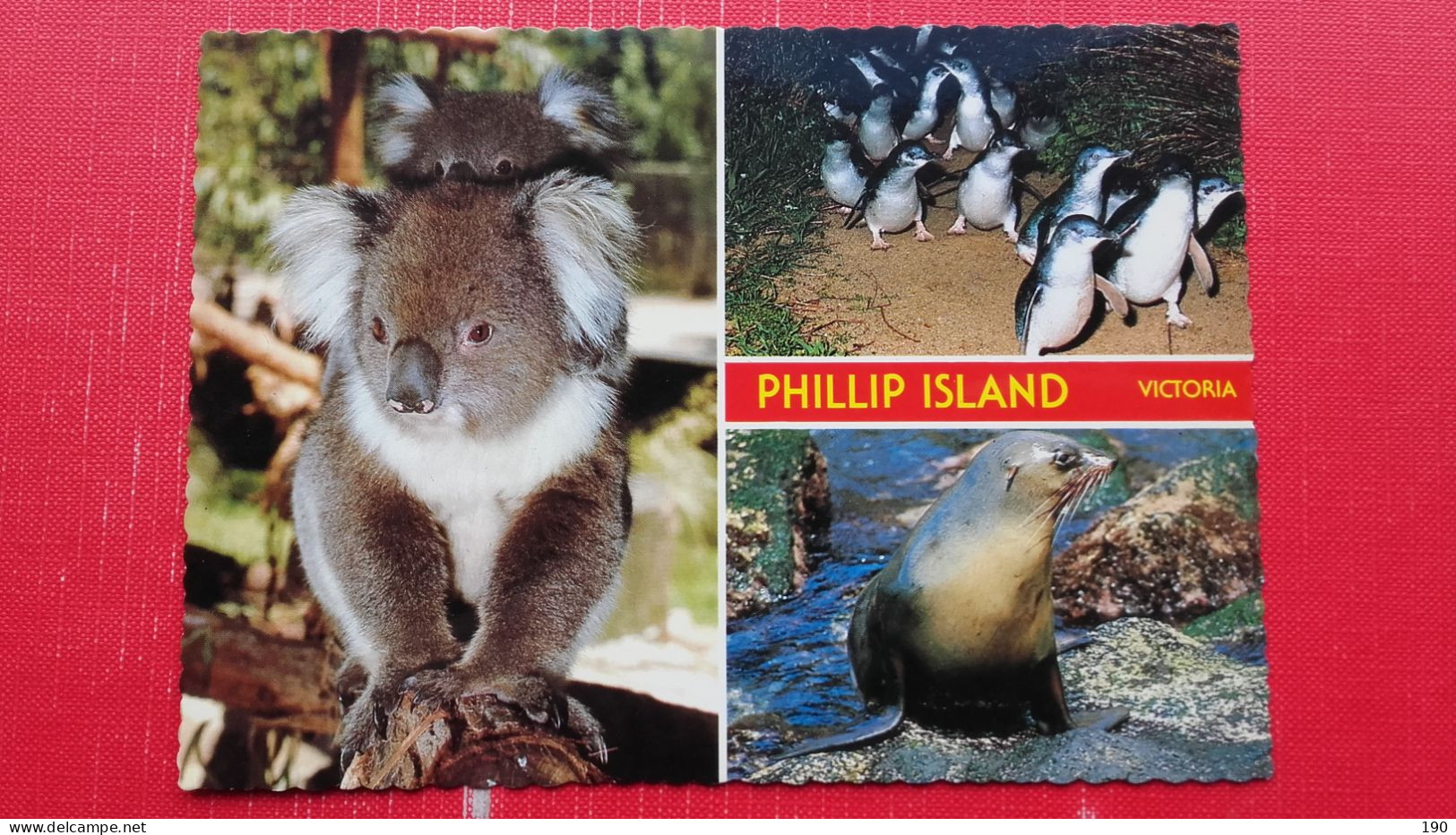 Penguins,Koala,Seal.Phillip Island - Altri & Non Classificati