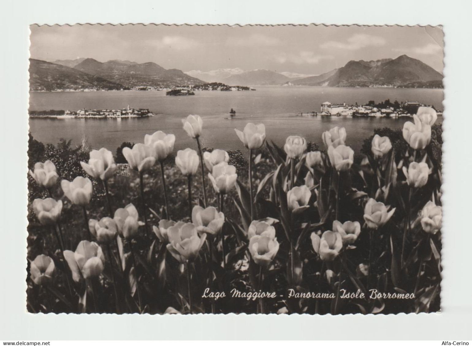 LAGO  MAGGIORE (NO):  PANORAMA  ISOLE  BORROMEO  -  FOTO  -  FG - Châteaux D'eau & éoliennes