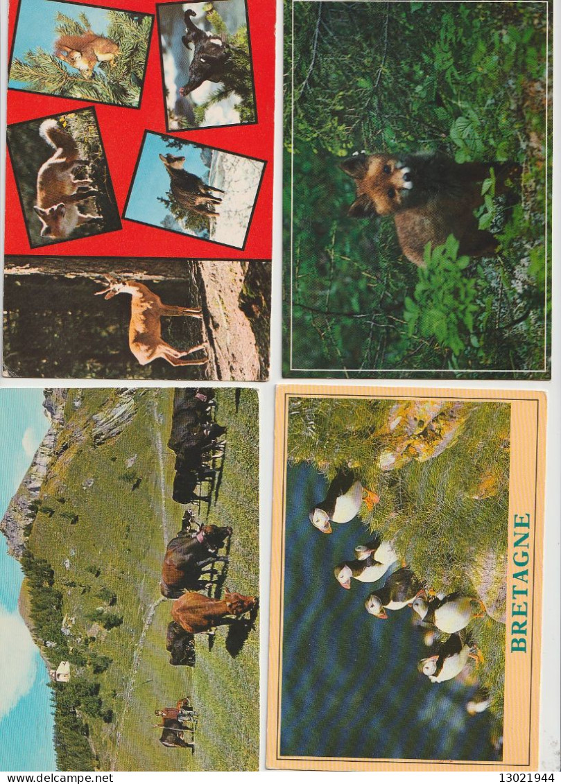 VENDO AL MAGGIORE OFFERENTE 92  CARTOLINE CON VARI ANIMALI.POSSIBILE VENDITA PARZIALE.