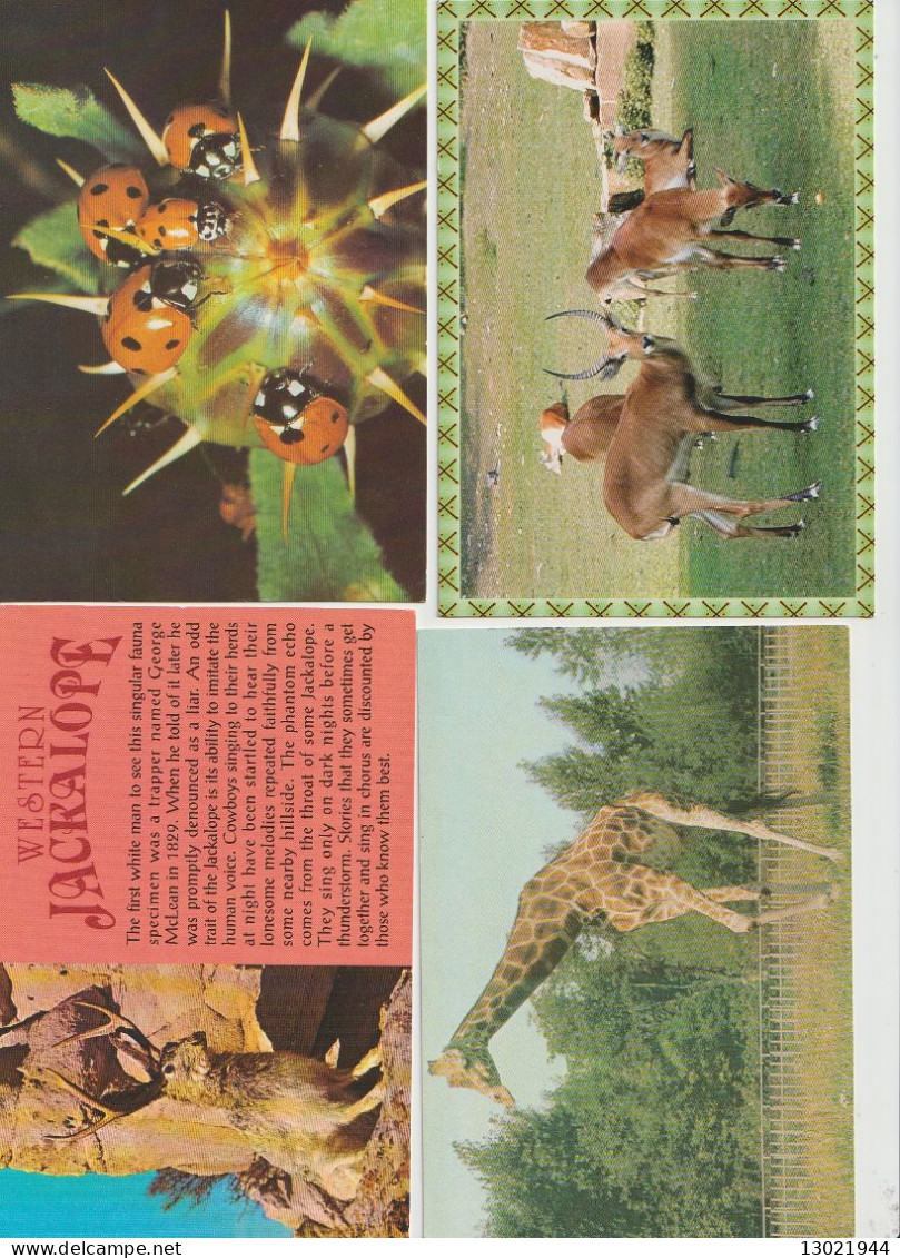 VENDO AL MAGGIORE OFFERENTE 75  CARTOLINE CON VARI ANIMALI.POSSIBILE VENDITA PARZIALE.