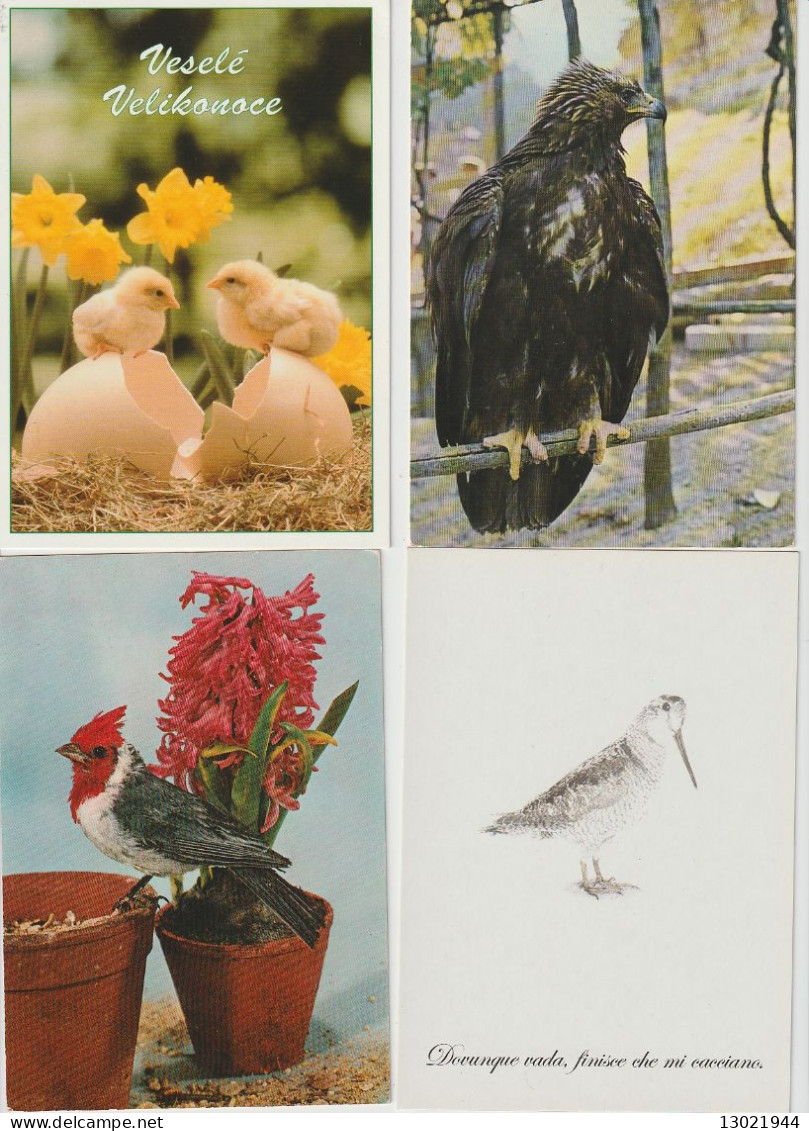 VENDO AL MIGLIORE OFFERENTE 52 CARTOLINE CON ANIMALI PENNUTI.POSSIBILE VENDITA SINGOLE CARTOLINE.