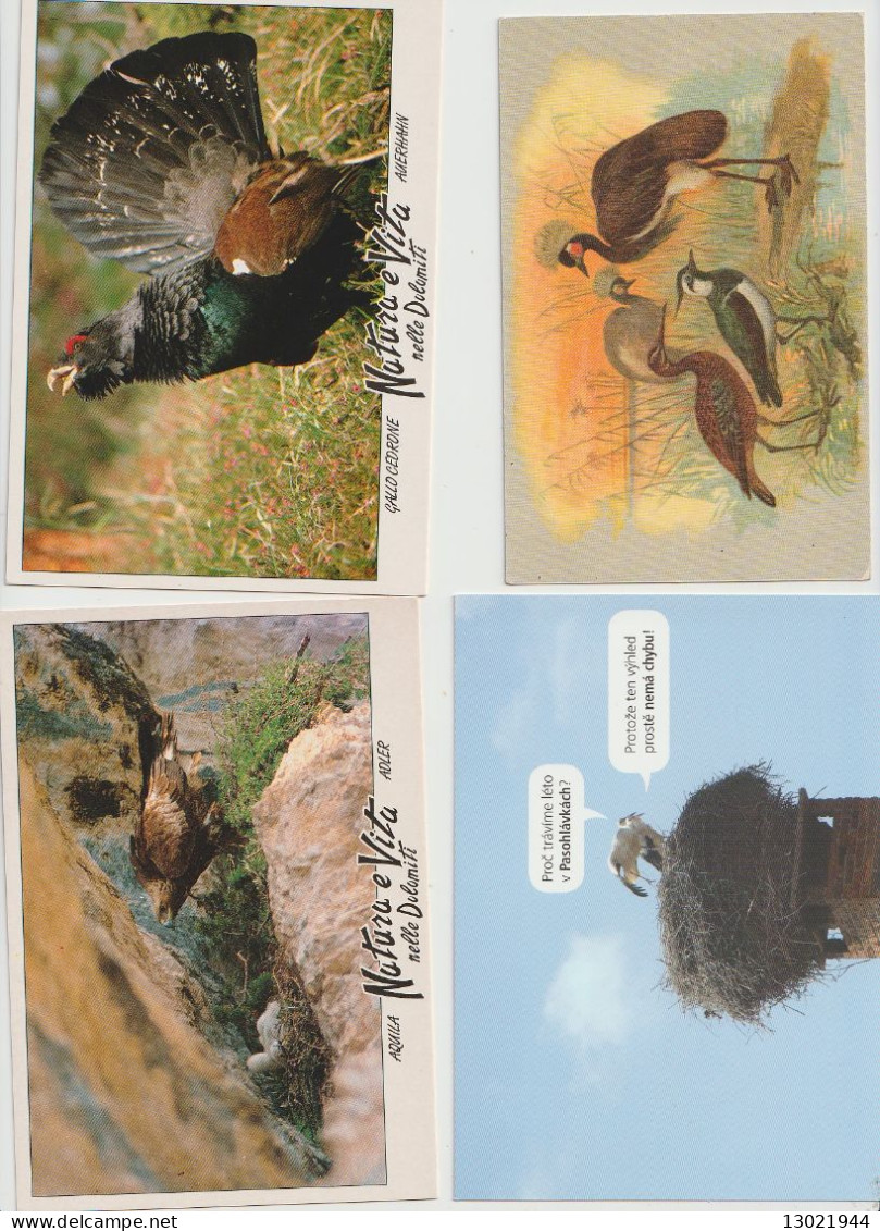 VENDO AL MIGLIORE OFFERENTE 52 CARTOLINE CON ANIMALI PENNUTI.POSSIBILE VENDITA SINGOLE CARTOLINE.