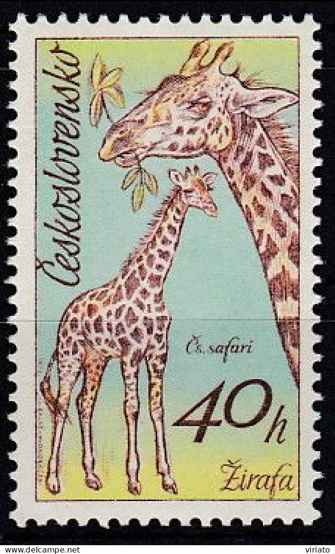 Czechoslovakia 1976 (MNH) (Mi 2348) - Giraffe (Giraffa Camelopardalis) - Giraffen