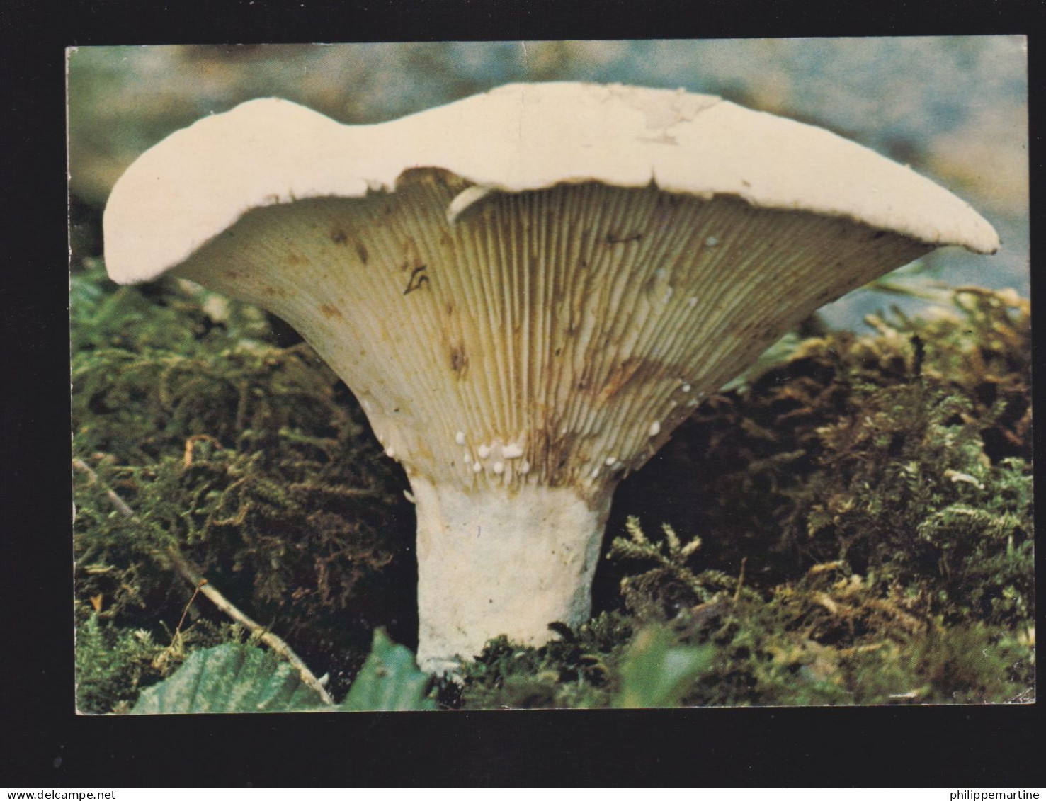 Lactaire - Paddestoelen