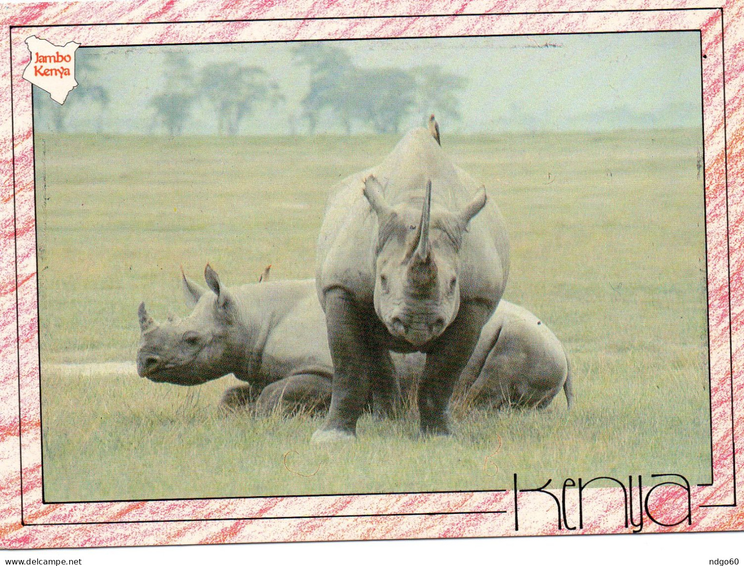 Rhinocéros Du Kenya - Rhinozeros