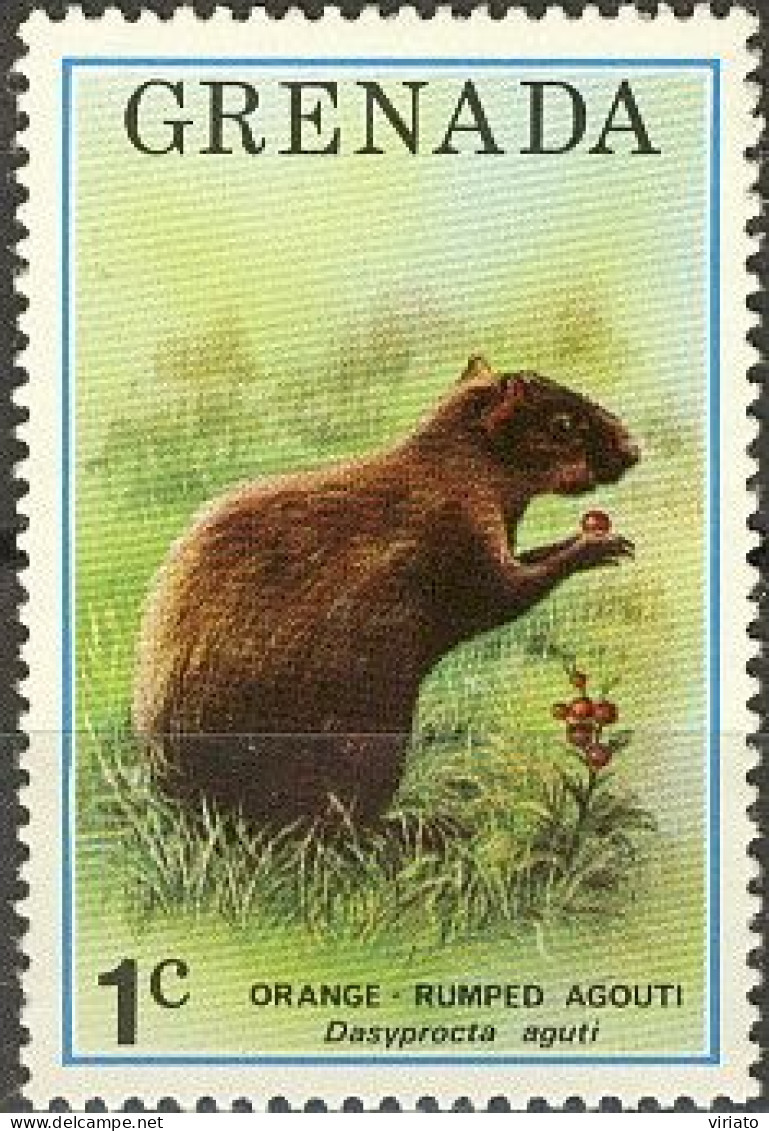 Grenada 1976 (MNH) (Mi 726) - Orange Rumped Agouti (Dasyprocta Leporina) - Rodents