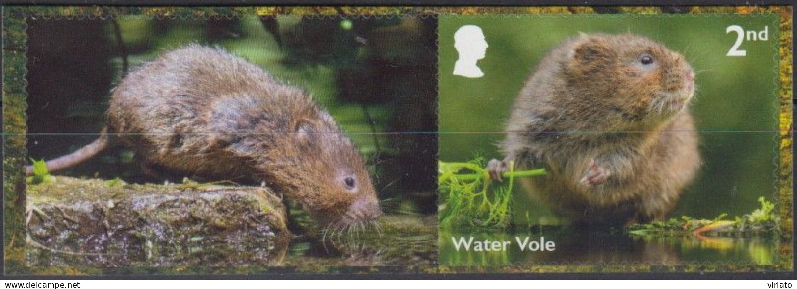 Great Britain 2023 - Water Vole (Arvicola Amphibius) - Rongeurs