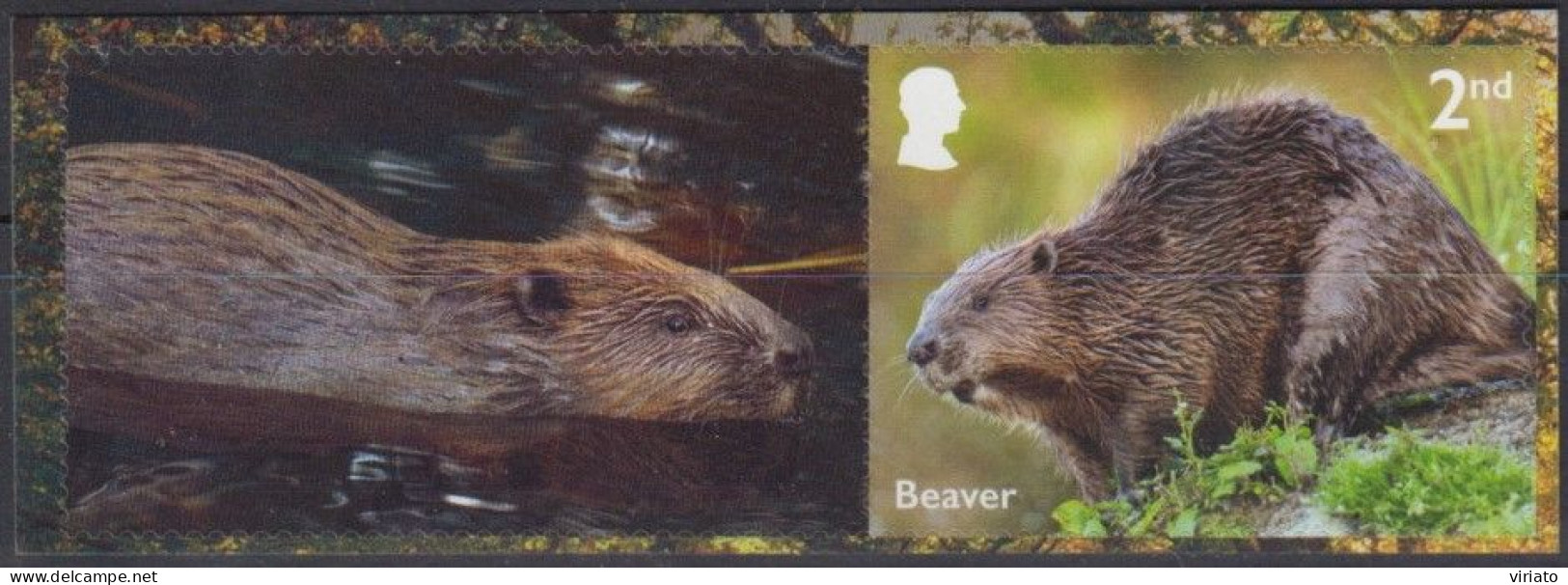 Great Britain 2023 - Beaver (Castor Sp) - Roedores