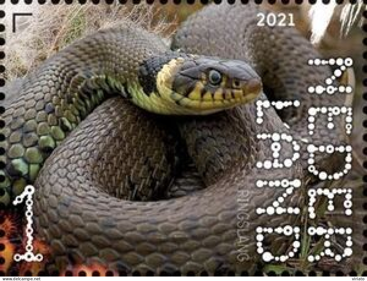 Netherlands 2021 (MNH) (Mi 3986) - Grass Snake (Natrix Natrix) - Serpents