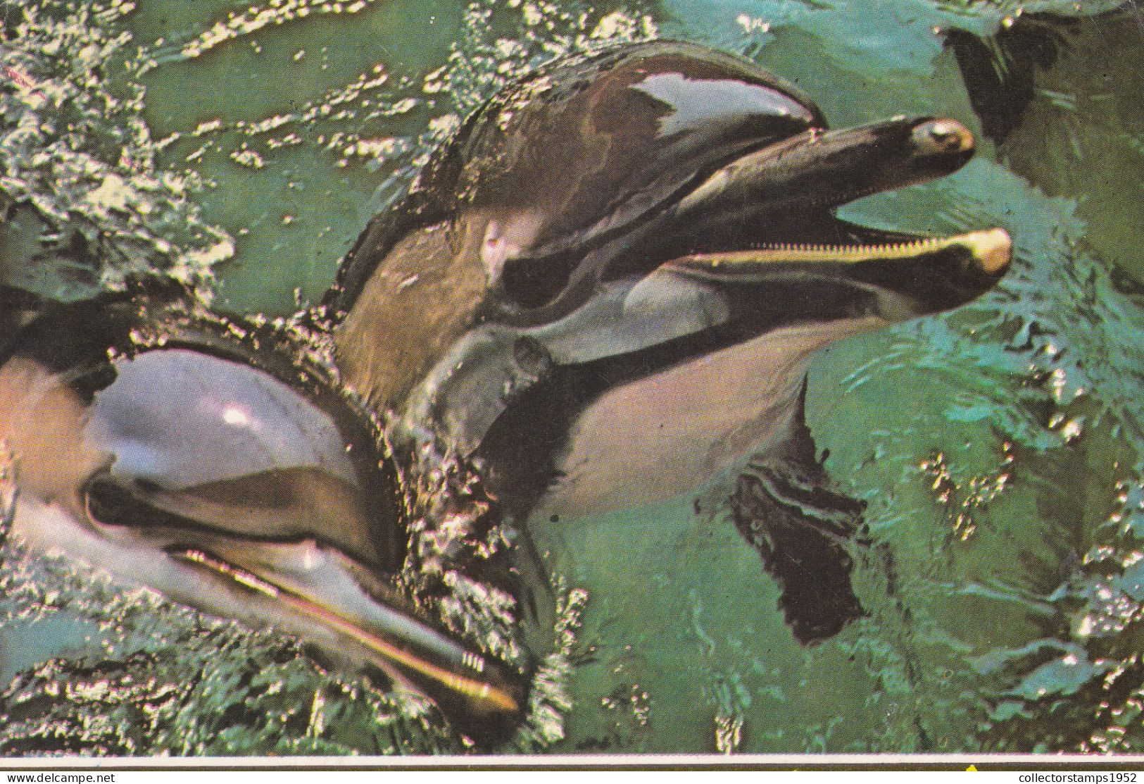 DOLPHINS, POSTCARD, ROMANIA - Delphine