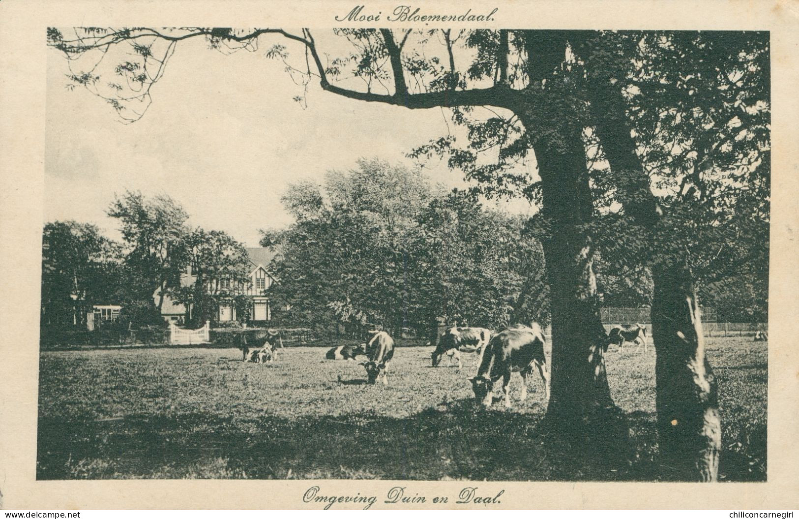 * BLOEMENDAAL - Omgeving Duin En Daal - Vaches En Pâture - Vache - Mooi Bloemendaal - 1917 - Bloemendaal