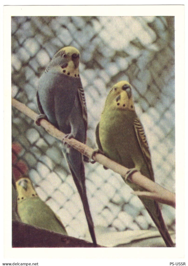 USSR 1963 MOSCOW ZOO BUDGIES BOGDANOVA #561 POSTAL STATIONERY IMPRINTED STAMP GANZSACHE - 1960-69