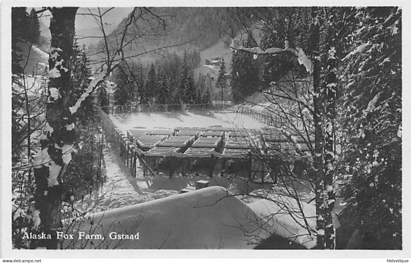 Alaska Fox Farm, Gtaad - Gstaad