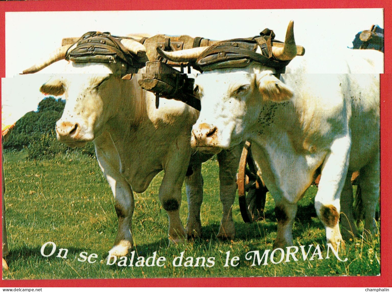 On Se Balade Dans Le Morvan - Paire De Boeufs - Galvacher Roulage - Bourgogne