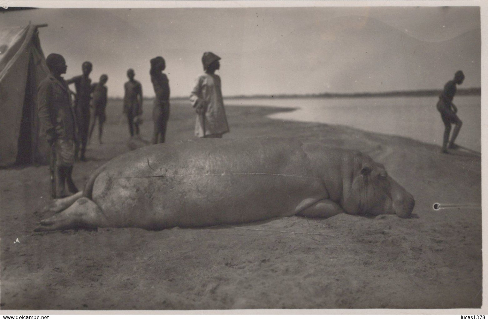 OUBANGUI CHARI / TRES BELLE PHOTO DE CHASSE A L HIPPOPOTAME  / FORMAT CP / DOS BLANC - Centrafricaine (République)