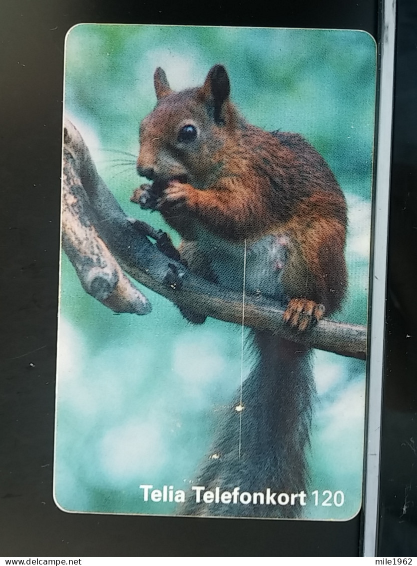 T-306 - SWEDEN TELECARD, PHONECARD, ANIMAL, ÉCUREUIL, SQUIRREL - Sweden