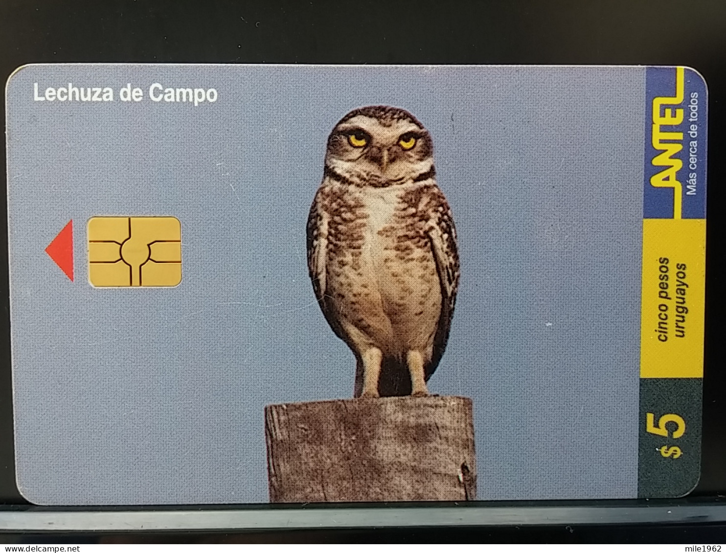 T-314 - URUGUAY TELECARD, PHONECARD, BIRD, OISEAU, OWL, HIBOU - Uruguay