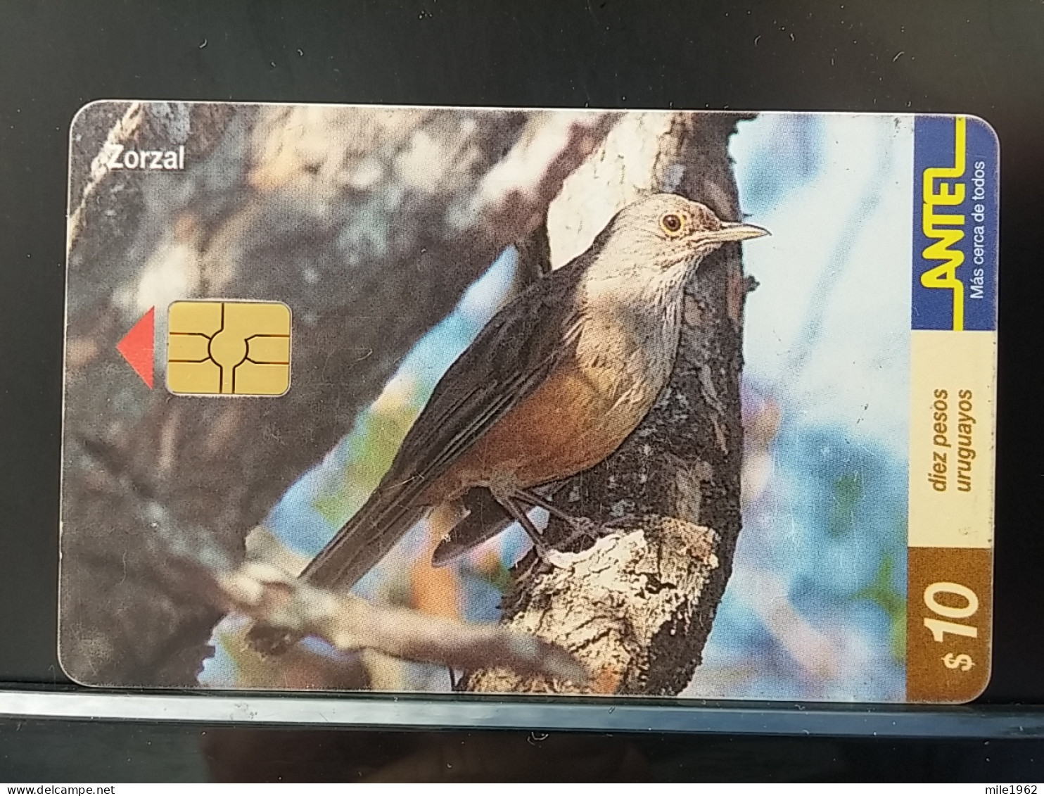 T-316 - URUGUAY TELECARD, PHONECARD, BIRD, OISEAU - Uruguay