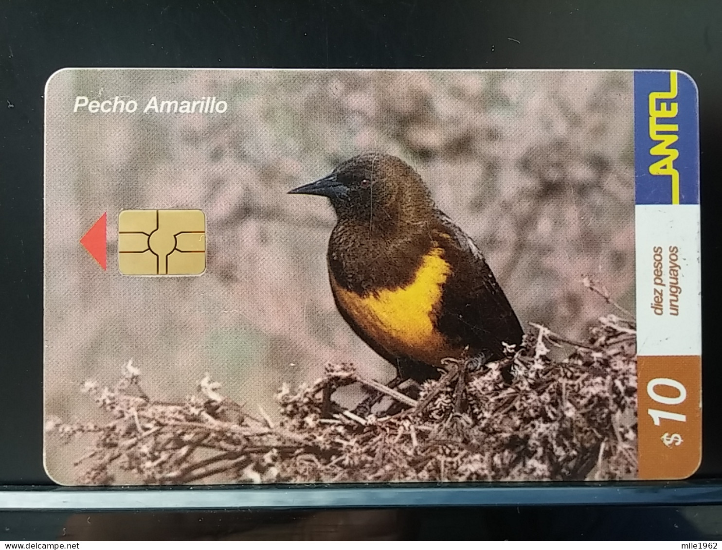 T-316 - URUGUAY TELECARD, PHONECARD, BIRD, OISEAU - Uruguay