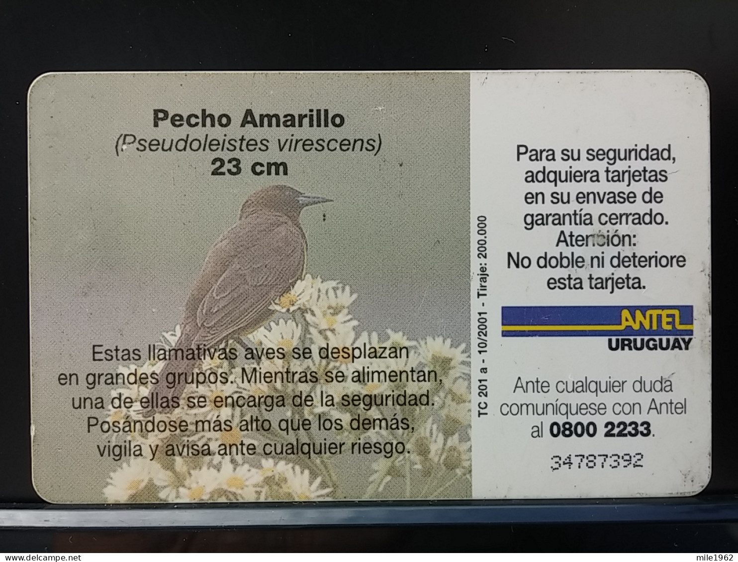 T-316 - URUGUAY TELECARD, PHONECARD, BIRD, OISEAU - Uruguay