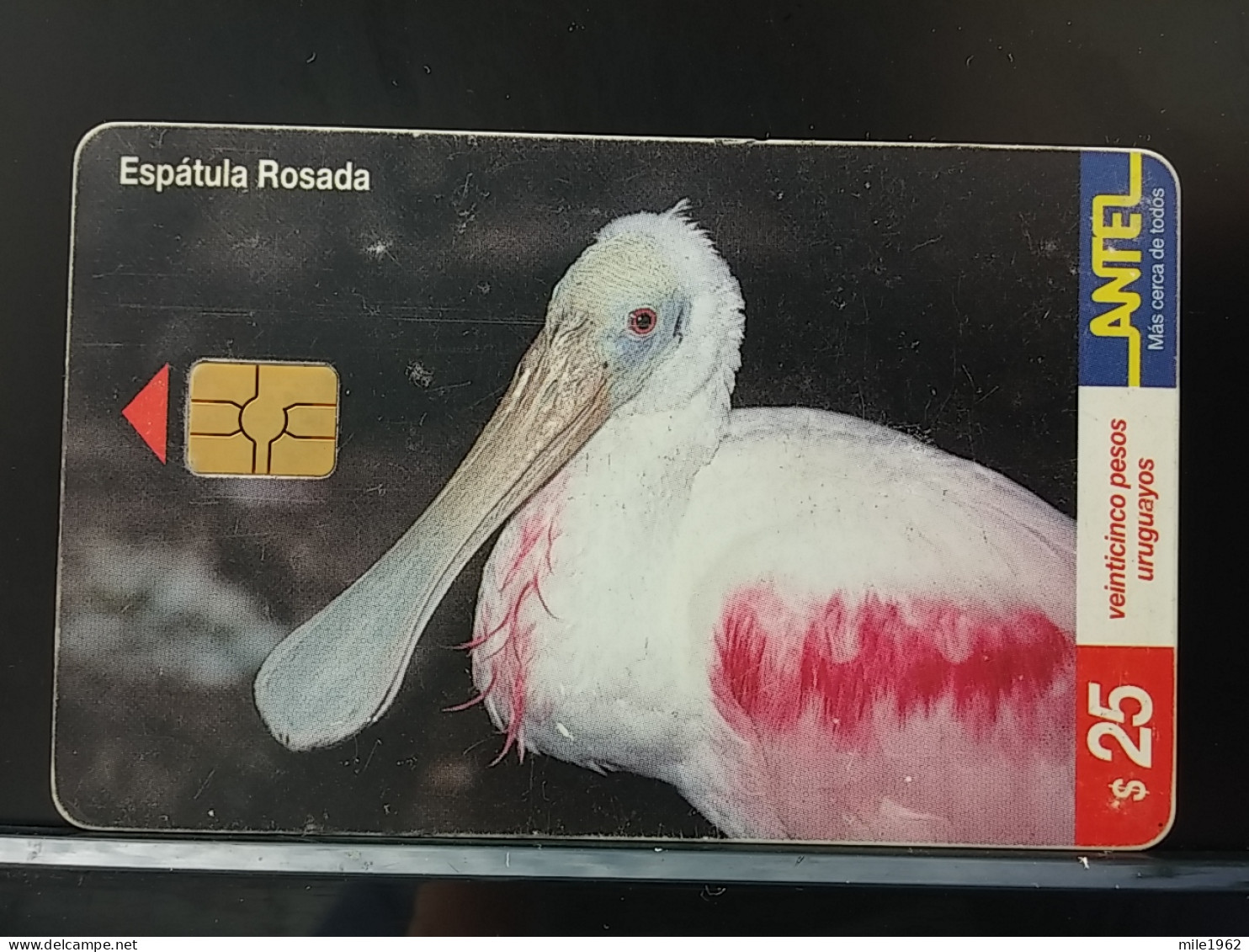 T-316 - URUGUAY TELECARD, PHONECARD, BIRD, OISEAU - Uruguay